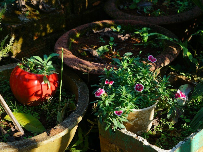 Overwintered perennial vegetable pots grouped against a windbreak at a wholesale nursery