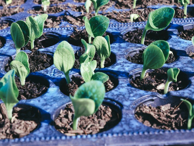 Quality control technician scoring harvested potted lettuce leaves on a five-point bitterness panel in a commercial packhouse