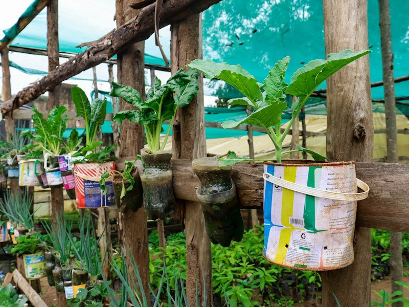 Rows of habanero pepper plants growing in 5-gallon fabric containers on drip irrigation inside a commercial high tunnel