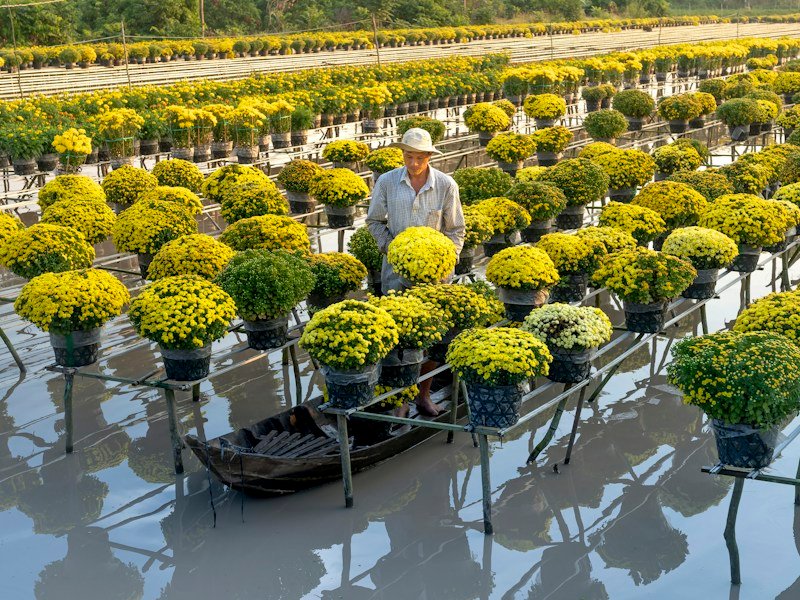 Rows of potted blueberry liners in acidic pine bark media under drip irrigation in a commercial nursery