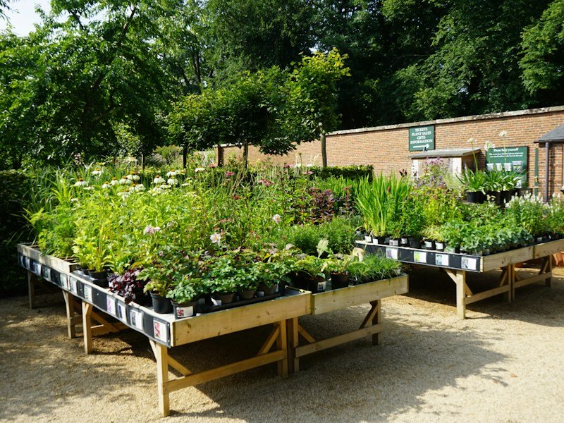 Rows of three-gallon pots containing young bush bean plants on a commercial nursery bench with drip irrigation lines
