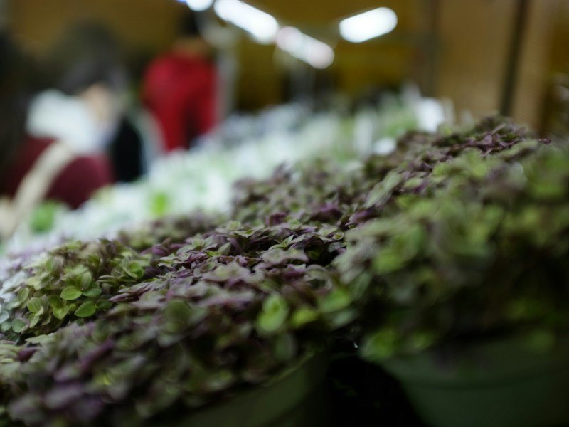 Rows of young spinach plants growing in small black pots under LED grow lights on a commercial indoor rack system
