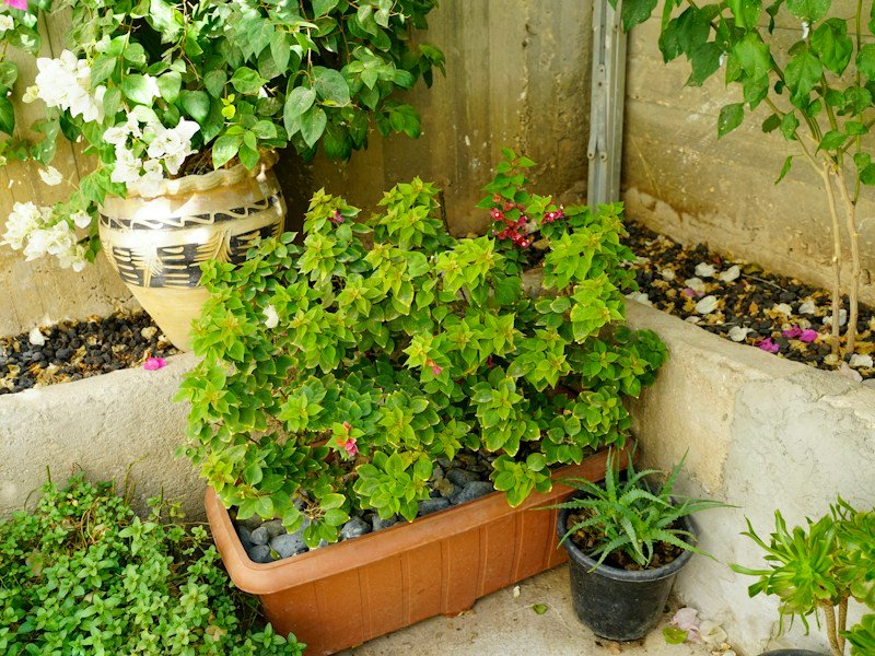 UV-stabilized drip trays and low-profile drainage channels catching runoff beneath container plantings on a commercial multifamily balcony