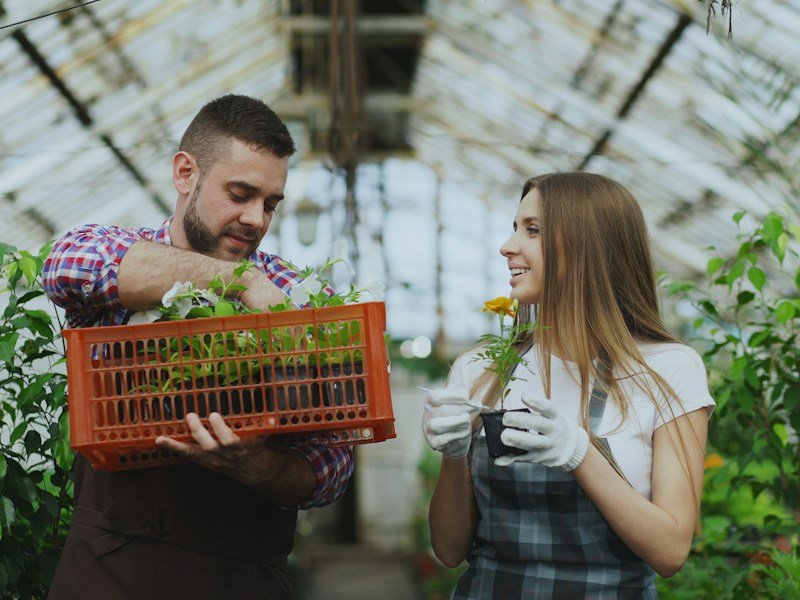 Worker harvesting mature green bush bean pods from five-gallon containers inside a commercial greenhouse